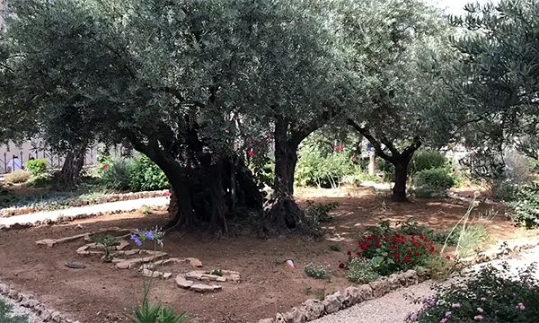 Battle for Israel Day 6, Garden of Gethsemane