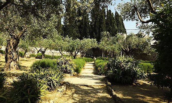 Israel Tour 2019: Garden of Gethsemene