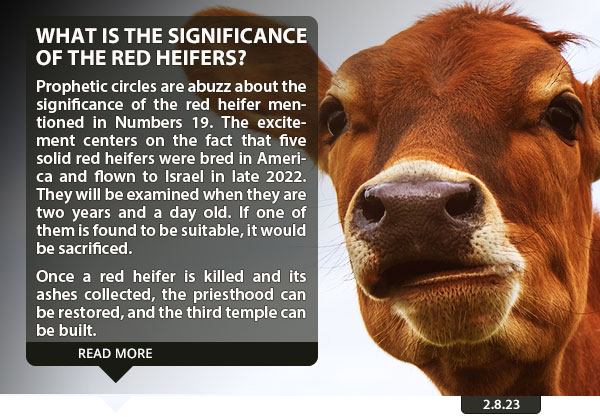 What is the Significance of the Red Heifers?