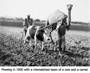 Plowing in 1900