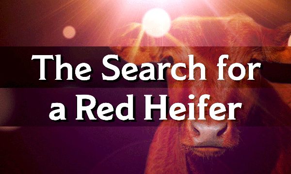 Jeanne Nigro on the Red Heifer